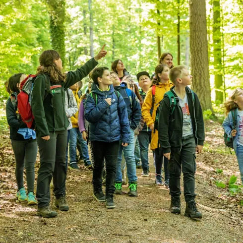Eine Gruppe von Kindern und Jugendlichen erkundet den Wald. Sie schauen aufmerksam in verschiedene Richtungen, während eine Person etwas zeigt.