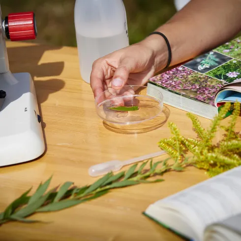 Eine Hand hält ein Petri-Schälchen mit einer Pflanze, während eine Mikroskop und ein Buch auf einem Tisch liegen. Das Bild vermittelt eine wissenschaftliche Untersuchung der Natur.