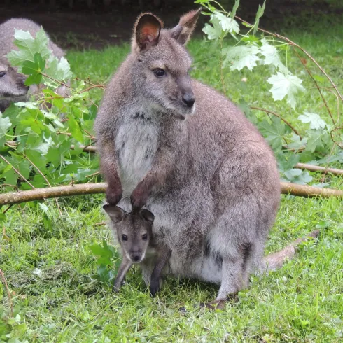 Ein Wallaby mit einem kleinen Jungtier in der Tasche. Die Tiere stehen auf grünem Gras umgeben von etwas Laub.