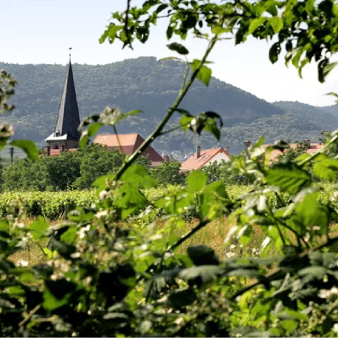 Eine malerische Landschaft mit Weinreben und sanften Hügeln. Im Hintergrund ist der Kirchturm eines Dorfes sichtbar.