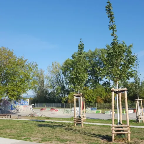 Ein ruhiger Park mit jungen Bäumen und grünem Gras. Im Hintergrund ist eine Skateboard-Anlage sichtbar.