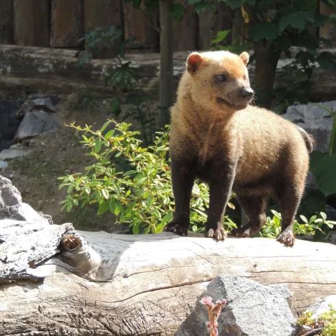 Ein kleiner Bär steht auf einem Stamm in einer natürlichen Umgebung. Um ihn herum wachsen Pflanzen und Steine.