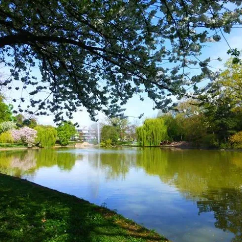 Ein ruhiger Park mit einem klaren Teich und blühenden Bäumen. Das Wasser spiegelt die grüne Umgebung und den blauen Himmel wider.