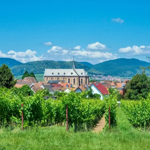 Eine malerische Weinlandschaft mit grünen Reben und einem kleinen Dorf im Hintergrund. Die Berge und der blaue Himmel schaffen eine idyllische Kulisse.