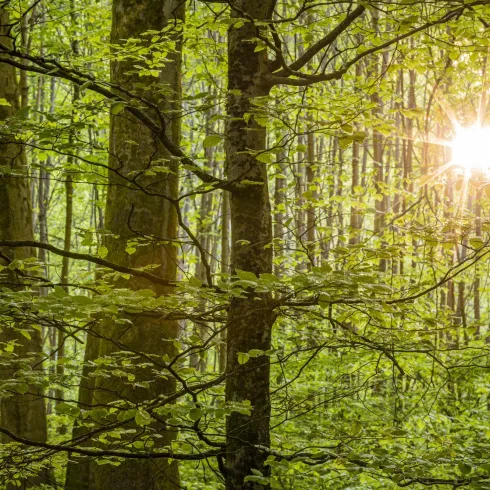 Ein grüner Wald mit vielen Bäumen und durchscheinendem Sonnenlicht. Die Atmosphäre ist frisch und beruhigend.