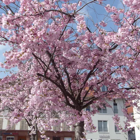 Ein blühender Kirschbaum mit leuchtend pinken Blüten. Im Hintergrund sind mehrere Gebäude sichtbar und der Himmel ist klar.