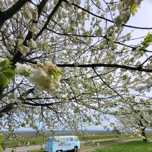 Ein blauer Volkswagen Bulli steht auf einer Wiese, umgeben von blühenden Kirschbäumen.