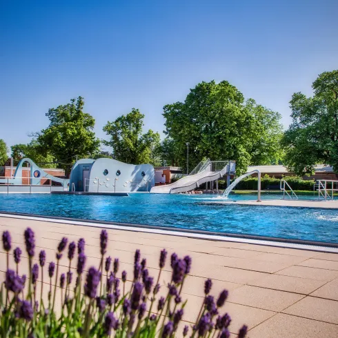 Ein klarer Pool mit Wasserrutschen und vielen Bäumen in der Umgebung. Im Vordergrund blühen lila Lavendelblumen.