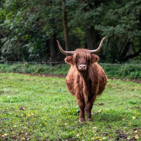 Reiterwiesen -  zottelige Hochlandrinder