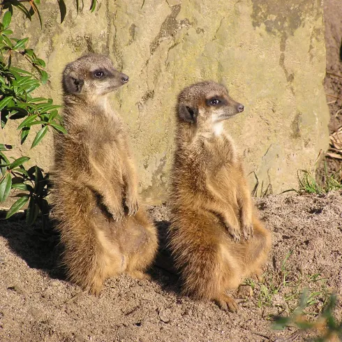 Zwei Erdmännchen stehen aufrecht im Sand. Sie schauen aufmerksam in ihre Umgebung.