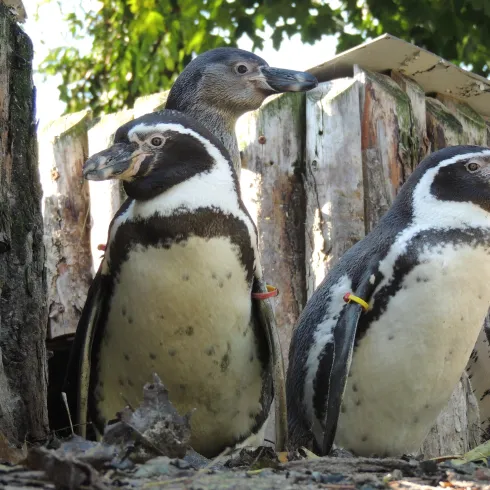 Humboldt-Pinguine mit Jungtier Humboldt-Pinguine mit Jungtier