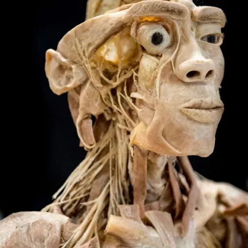 Eine detaillierte anatomische Darstellung eines menschlichen Körpers. Die Skulptur zeigt die Muskeln und Nerven in einer realistischer Weise.