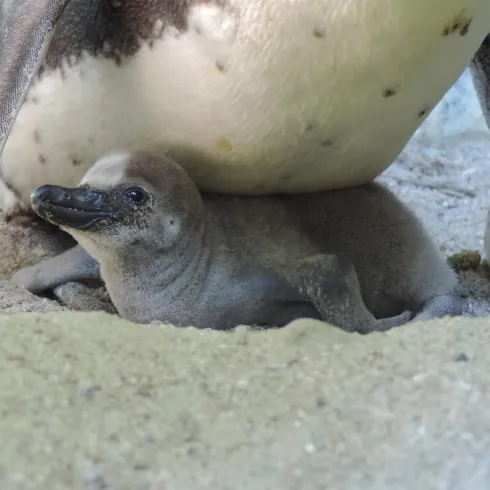 Ein niedliches Pinguinküken liegt schützend im Sand unter einem erwachsenen Pinguin. Es hat ein graues Gefieder und schaut neugierig.