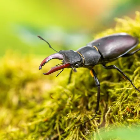 Ein Käfer mit großen Mandibeln sitzt auf grüner Moosbedeckung. Die Umgebung ist unscharf und vermittelt einen natürlichen Eindruck.