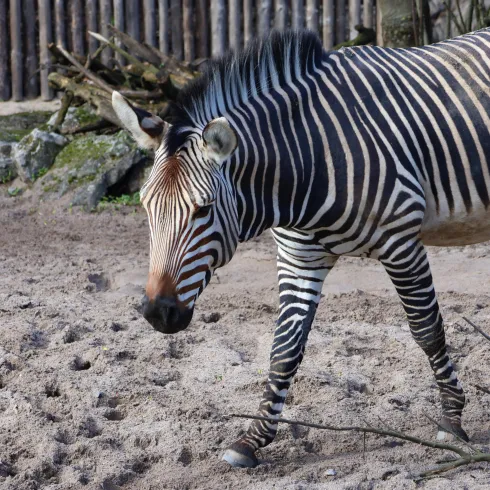 Ein Zebra mit auffälligen schwarz-weißen Streifen läuft über einen sandigen Boden. Im Hintergrund sind einige Äste und ein Zaun sichtbar.