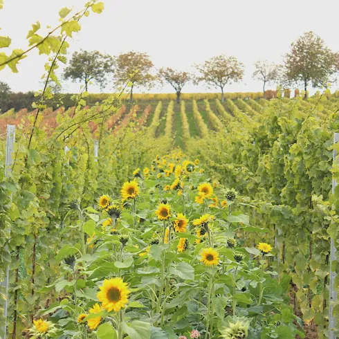 Ein malerischer Weinberg mit Reihen von Trauben und leuchtenden Sonnenblumen. Im Hintergrund sind Bäume und sanfte Hügel zu sehen.