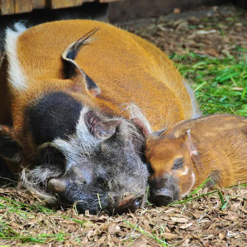 Eine Mutter- und ein Ferkel liegen entspannt auf dem Boden. Sie genießen die Ruhe in einer natürlichen Umgebung.