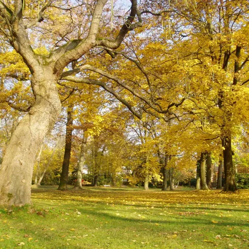 Herbst im Goethepark Herbst im Goethepark