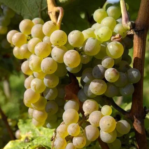 Trauben (© Thomas Haltner Bildarchiv Südliche Weinstraße e.V.)