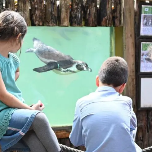 Kinder beobachten einen Pinguin hinter einem Aquarienfenster. Es ist ein lehrreicher Moment in einem Zoo oder Aquarium.