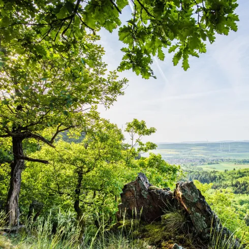 Eine grüne Landschaft mit Bäumen und Felsen. Die Sonne strahlt durch das Blätterdach und beleuchtet die Aussicht.