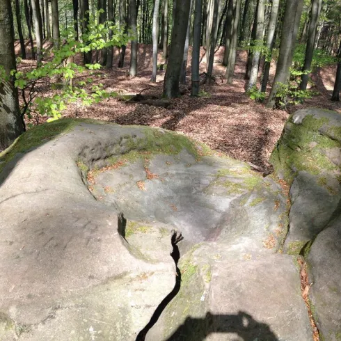 Felsformation in einem Wald mit Bäumen und grünem Laub. Der Boden zeigt eine natürliche Unebenheit und Risse.