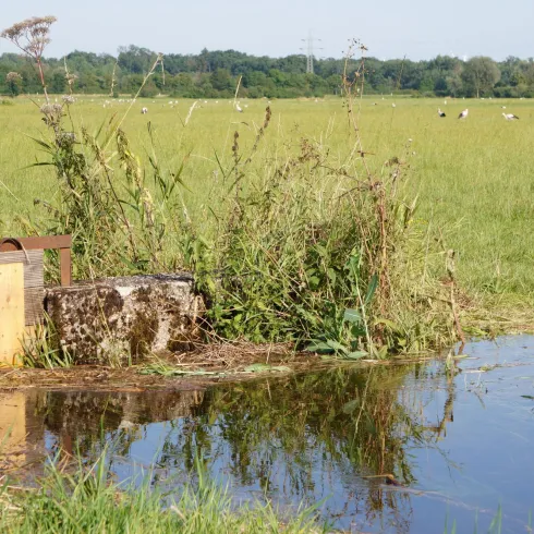 Eine Wiese mit hohem Gras und einem kleinen Wasserlauf. Im Hintergrund sind einige Kühe zu sehen.