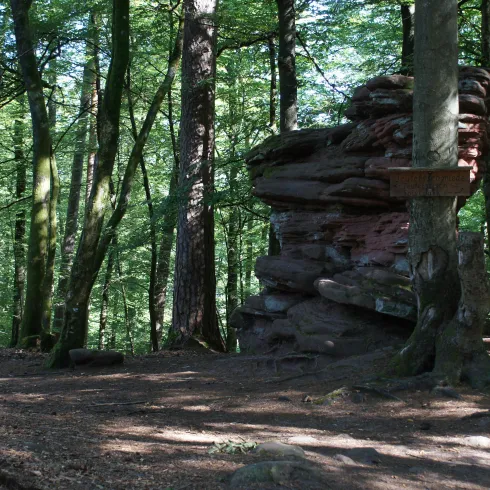 Felsformation aus rotem Sandstein. Durch die Bäume fällt schwaches Sonnenlicht. 