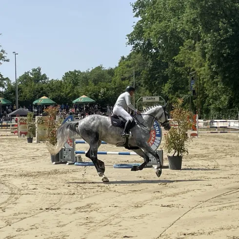 Ein Reiter auf einem grauen Pferd springt über ein Hindernis in einer Sandarena. Im Hintergrund sind Zuschauer und Verkaufsstände zu sehen.