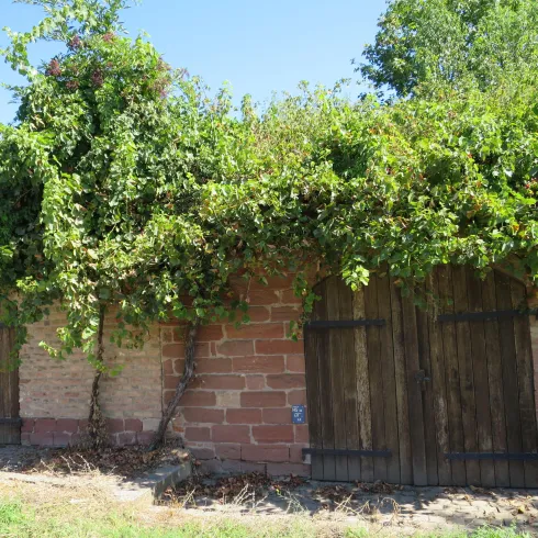 Ein altes Gebäude mit Holzschwellen, das von üppigem grünem Wein bewachsen ist. Die Wände bestehen aus roten Ziegelsteinen und es ist ein klarer blauer Himmel zu sehen.