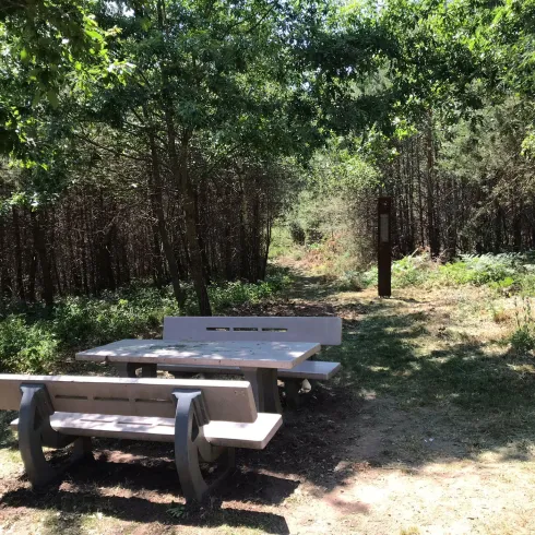 Ein schöner Picknickplatz mit Tisch und Bänken im Wald. Umgeben von Bäumen und grüner Natur.