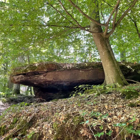 Ein großer, flacher Felsen steht zwischen Bäumen in einem Wald. Das Licht fällt durch die Blätter und sorgt für eine grüne, ruhige Atmosphäre.