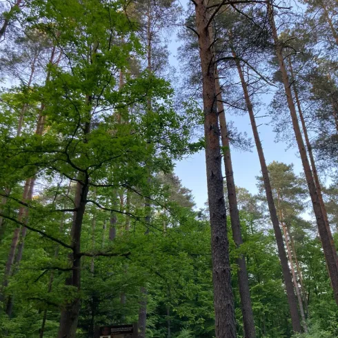 Ein hoher Wald mit vielen typischen Baumarten. Der Himmel ist klar und es gibt viel frisches Grün.