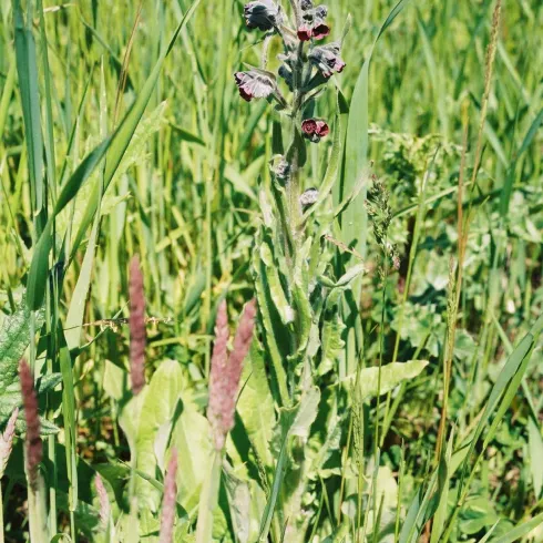 Eine Pflanzenart mit lila Blüten steht zwischen hohem Gras. Im Hintergrund sind weitere grüne Pflanzen und Gräser zu sehen.