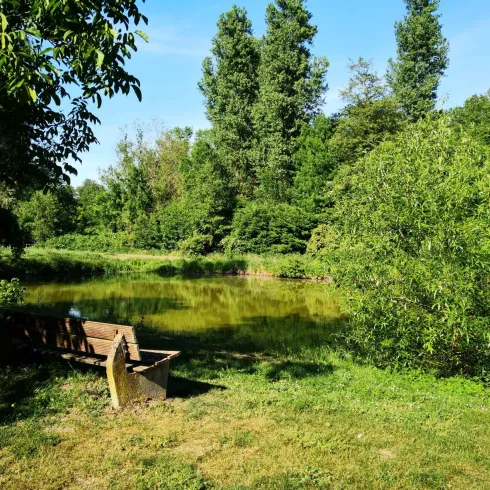 Ein ruhiger Teich umgeben von üppigem Grün und Bäumen. Im Vordergrund steht eine Holzbank, ideal zum Entspannen in der Natur.