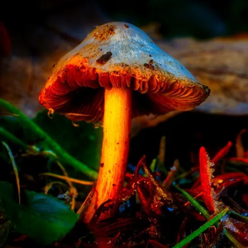 Pilz großaufnahme_CDübbers_CC-BY