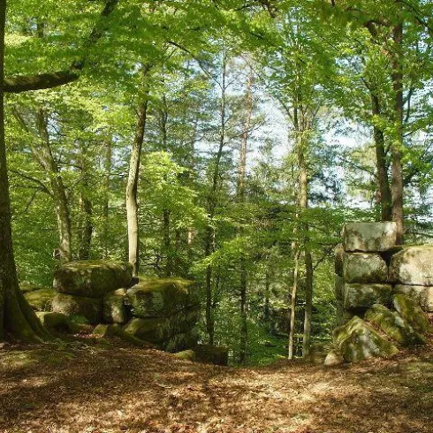 Ein ruhiger Wald mit hohen Bäumen und teilweise bewachsenen Felsen. Das Licht fällt sanft durch das Blätterdach und schafft eine friedliche Atmosphäre.
