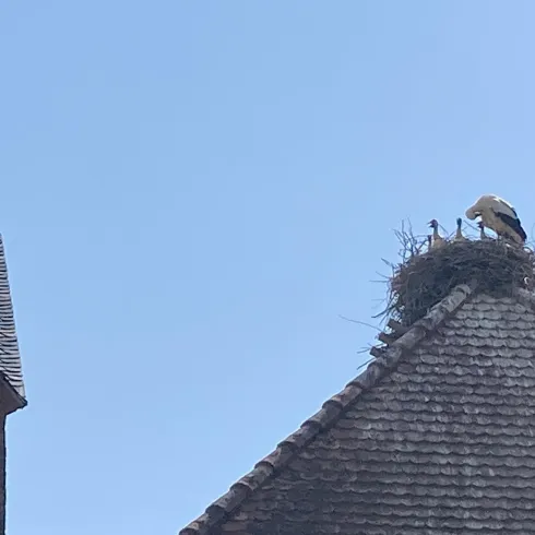 Ein Storch steht auf einem Nest auf dem Dach eines Hauses. Der Himmel ist klar und blau.