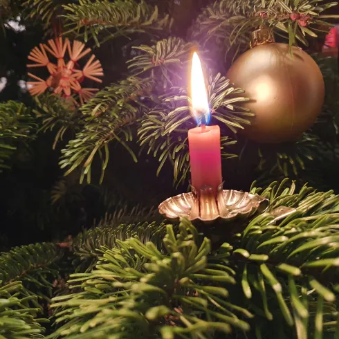 Ein pinker Kerzenhalter mit einer brennenden Kerze in einem Weihnachtsbaum. Der Baum ist mit goldenen Ornamenten und grünen Zweigen geschmückt.