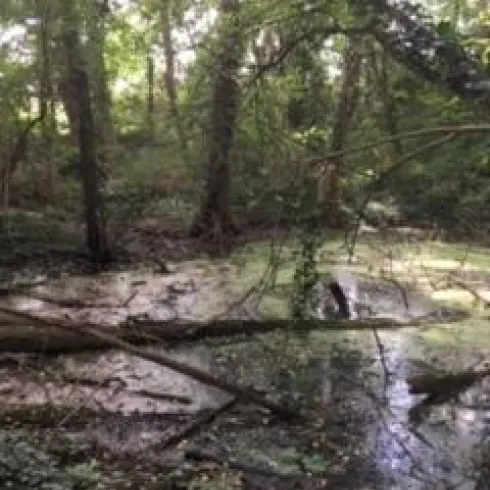 Ein feuchter Wald mit schattigen Bäumen und einer ruhigen Wasserfläche. Moos und umgefallene Äste sind im Bild sichtbar.