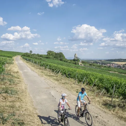 Zwei Radfahrer fahren auf einem Weg durch Weinreben. Der Himmel ist klar und blau mit einigen Wolken.