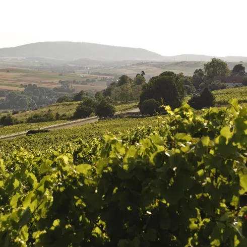 Blick zum Donnersberg aus dem Zellertal (© Donnersberg-Touristik-Verband e.V.)