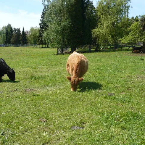 Galloways am Josefshof (© Archiv Verein SÜW Annweiler e.V.)