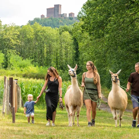 Eine Familie geht mit zwei Lamas auf einer Wiese spazieren. Im Hintergrund sind Bäume und eine Burg zu sehen.