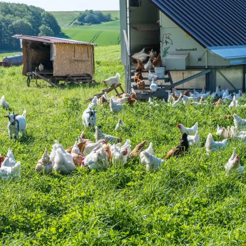 Eine Weide mit vielen Hühnern und ein paar Ziegen. Im Hintergrund steht ein Hühnerhaus und eine Person kümmert sich um die Tiere.