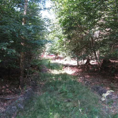 Ein schmaler Pfad führt durch einen dichten Wald mit viel Grün. Das Sonnenlicht scheint durch die Blätter und schafft eine ruhige Atmosphäre.