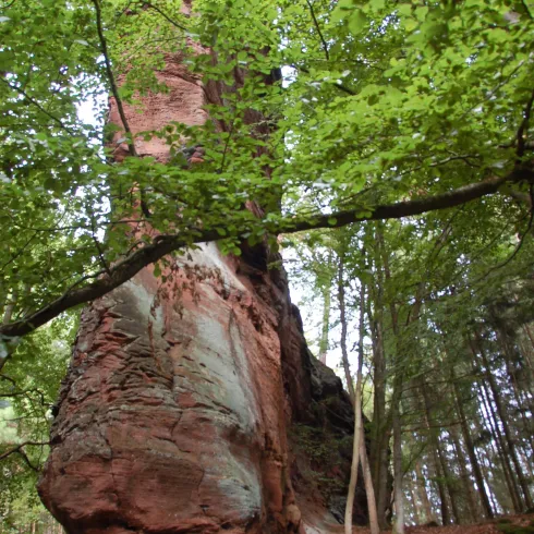 Ein großer, rot gefärbter Felsen umgeben von grünem Laub im Wald. Die Baumäste reichen bis zur Felswand und schaffen eine ruhige Atmosphäre.