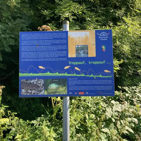 Fischtreppe Erlenbach