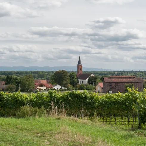 Eine malerische Landschaft mit Weinreben im Vordergrund und einem kleinen Dorf im Hintergrund. Der Himmel ist bewölkt und die Umgebung wirkt ruhig.