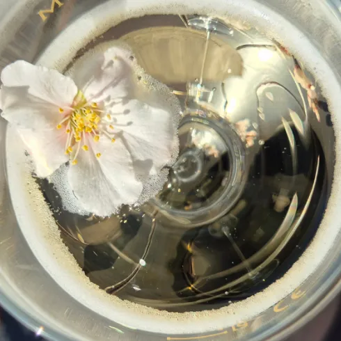 vl1 (© Tourist Info Wachenheim)